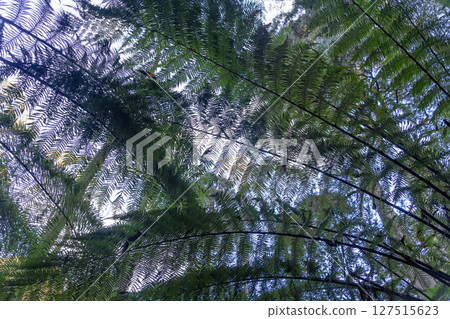 Large ferns viewed from below in Great Otway National Park, Victoria, Australia Large ferns viewed from below in Great Otway National Park, Victoria, Australia 127515623