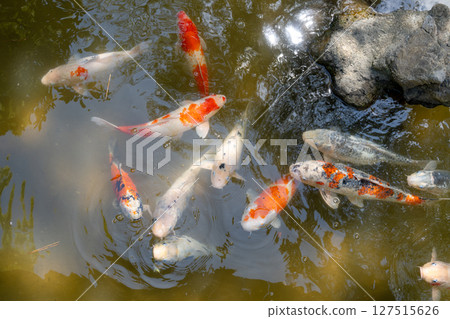 Colorful koi fish in Shukkei-en Japanese garden in Hiroshima, Japan 127515626