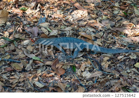 Malayan water monitor in Singapore Botanic Gardens, Singapore 127515642