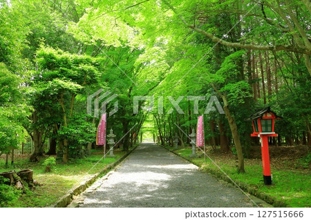 Fresh greenery on the approach to Oharano Shrine Fresh greenery on the approach to Oharano Shrine 127515666