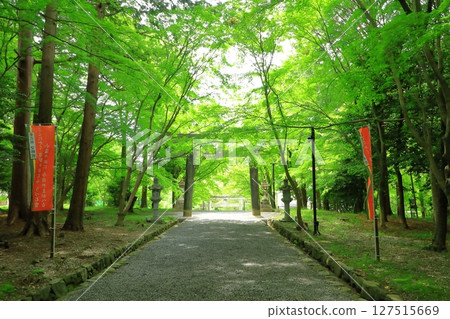 Fresh greenery on the approach to Oharano Shrine 127515669