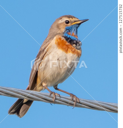 Bluethroat (Luscinia svecica) 127515782