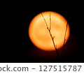 Full Red Moon 127515787
