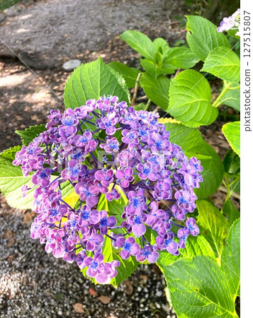 The interesting shape of the Hydrangea macrophylla 127515807