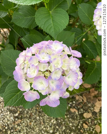 Hydrangeas are a joy to look at as their colours continue to grow Hydrangeas are a joy to look at as their colours continue to grow 127515810