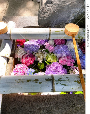 The hydrangeas at the Chozuya stand out in the sunlight. 127515812