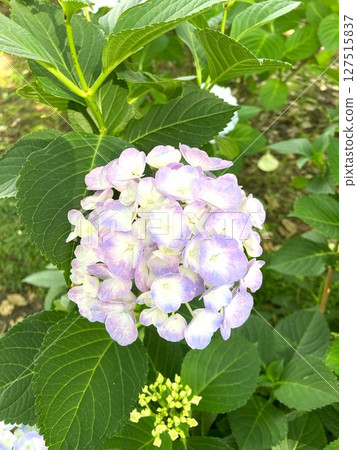 繡球花的顏色不斷變化，賞心悅目 127515837