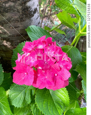 色彩鮮豔、美麗繡球花 色彩鮮豔、美麗繡球花 127515838