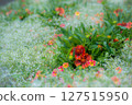 非常美麗的花園 127515950