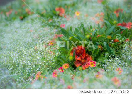 非常美麗的花園 非常美麗的花園 127515950