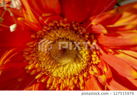 Bright Orange Gerbera Daisy Flower Macro Bright Orange Gerbera Daisy Flower Macro 127515979