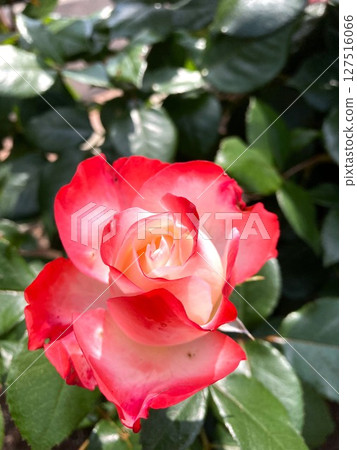 A beautifully adorned rose A beautifully adorned rose 127516066