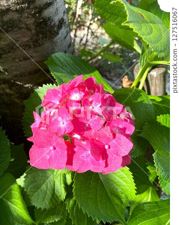 Hydrangeas displaying stunning colors 127516067