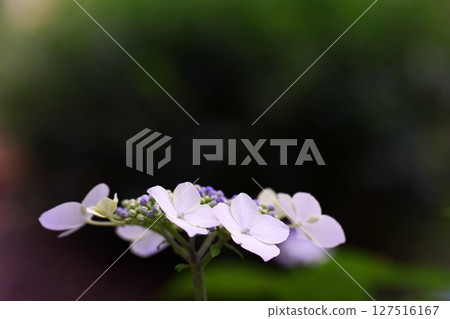 Hydrangea blooming in the park 127516167