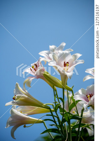 A white lily that lives with its head held high 127516197