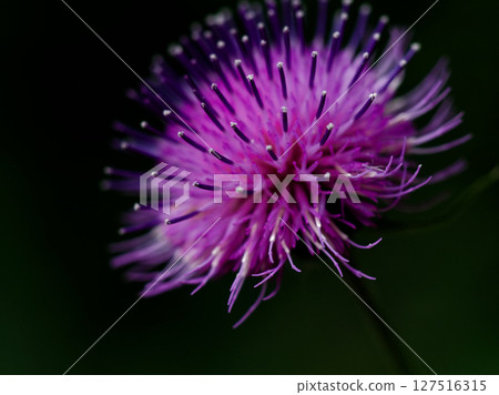 菊科梧桐頭狀花序 127516315