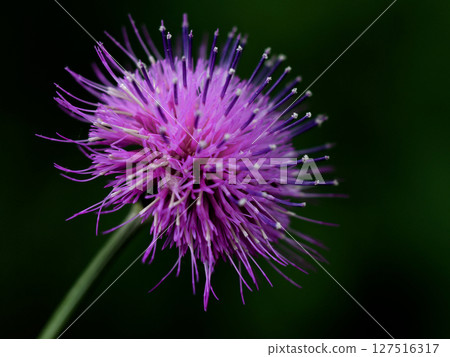 Asteraceae sycamore flower head 127516317