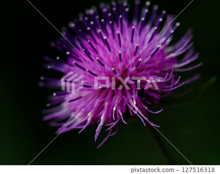 菊科梧桐頭狀花序 127516318