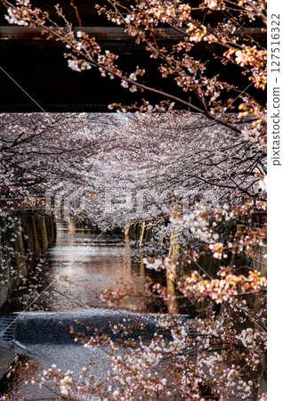 "Spring scenery of a river lined with cherry blossom trees" "Cherry blossoms in full bloom and the tranquility of the waterside" "A road along the river with cherry blossoms in full bloom" "Spring scenery of a river lined with cherry blossom trees" "Cherry blossoms in full bloom and the tranquility of the waterside" "A road along the river with cherry blossoms in full bloom" 127516322