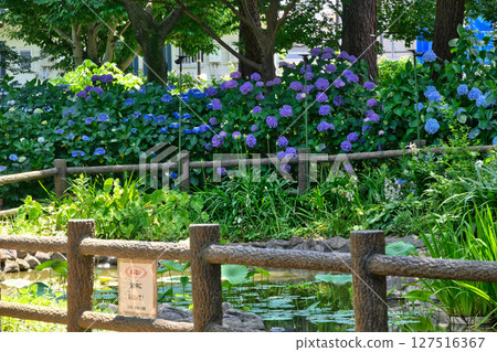 Tokyo, Kodaira Municipal Hydrangea Park, Hydrangea Festival 127516367