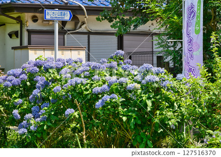 Tokyo, Kodaira Municipal Hydrangea Park, Hydrangea Festival Tokyo, Kodaira Municipal Hydrangea Park, Hydrangea Festival 127516370