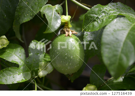 Kudamono Tokusei Kudamono Tokusei 127516439