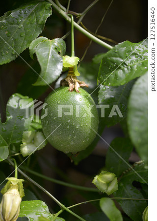 Kudamono Tokusei Kudamono Tokusei 127516440