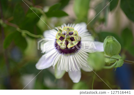 Passiflora Panda 127516441