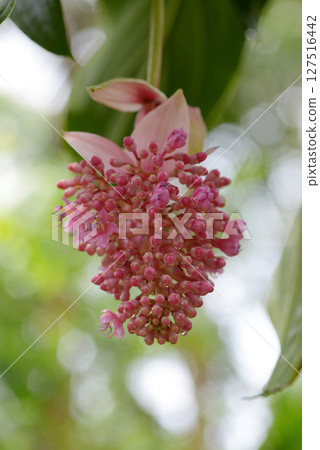 麥地那壯麗 127516442