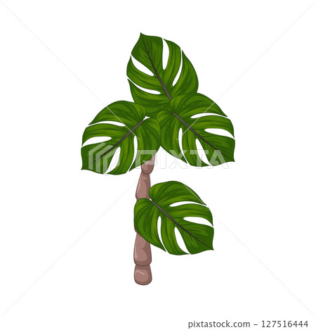 Illustration of Palm Tree 127516444