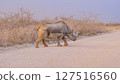 Black rhino in the Etosha National Park in Namibia. 127516560