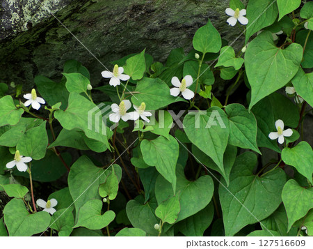 Houttuynia cordata colony, a perennial plant of the Houttuynia family 127516609