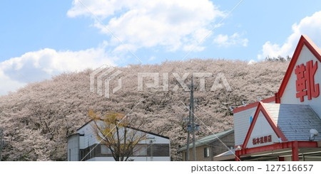 Koboyama Kofun completely covered by cherry blossoms in full bloom 127516657