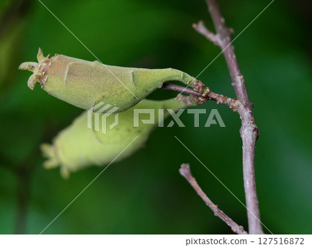 蠟梅家族的集體果實 蠟梅家族的集體果實 127516872