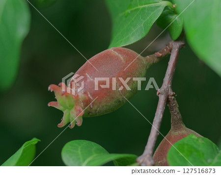 蠟梅家族的集體果實 127516873