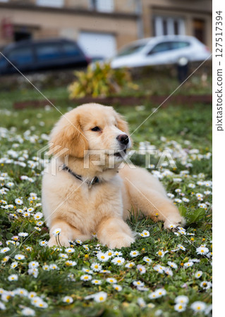 red golden retriever puppy on the lawn with white flowers and green grass in the park 127517394