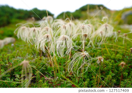 Fluff of the Aleutiana japonica along the Uraginza Trail Fluff of the Aleutiana japonica along the Uraginza Trail 127517409
