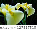 Iris 127517515