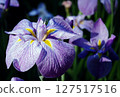 Iris 127517516