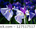 Iris 127517517