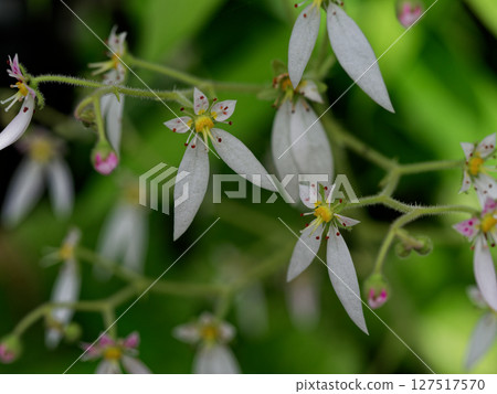 初夏盛開的花卉：虎耳草科的五瓣白色花朵 127517570