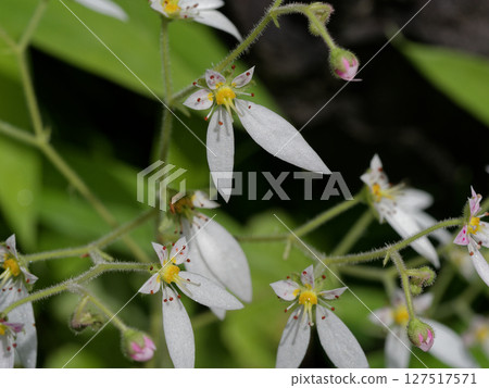 初夏盛開的花卉：虎耳草科的五瓣白色花朵 127517571