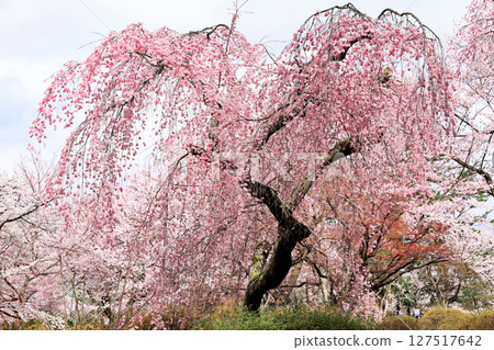 水澤公園的櫻花 127517642