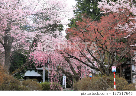 Cherry blossoms at Mizusawa Park Cherry blossoms at Mizusawa Park 127517645
