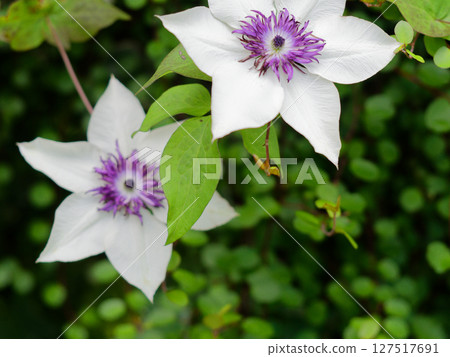 毛茛科特森開花 127517691