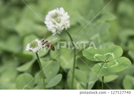 帶來好運的四葉草和一群蜜蜂 帶來好運的四葉草和一群蜜蜂 127517740