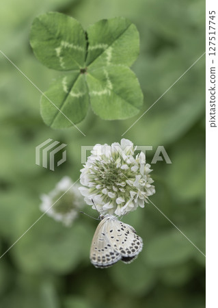 A four-leaf clover and a small butterfly that bring happiness 127517745