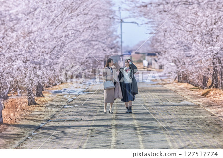 Cherry Blossom Avenue Cherry Blossom Avenue 127517774