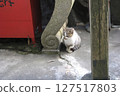 Cute kitten standing at the shrine 127517803