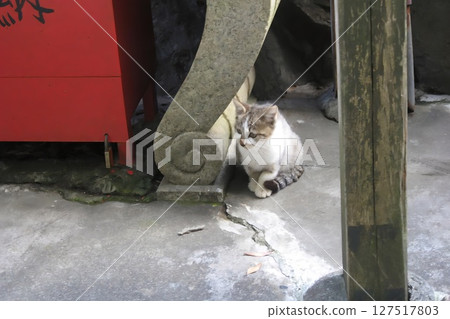 Cute kitten standing at the shrine 127517803